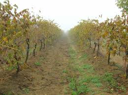 Dal Mugello alle colline del Chianti: ecco la Toscana dei prati e dei vigneti