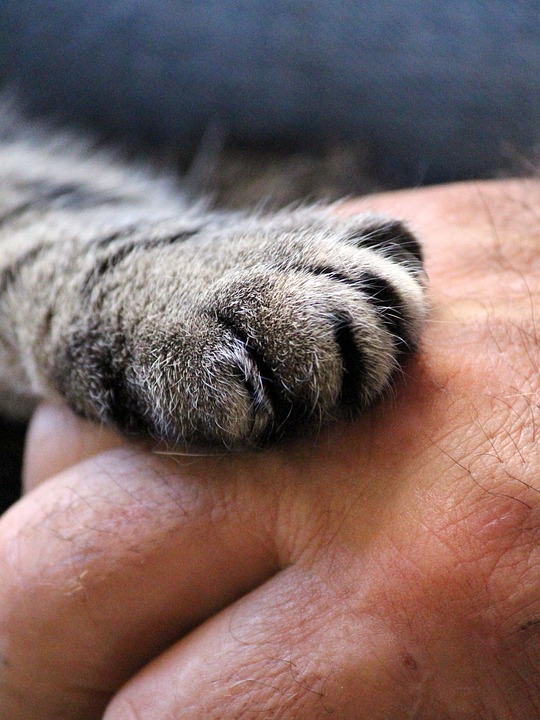 Interazione gatti e uomini: a sorpresa è preferita dai felini