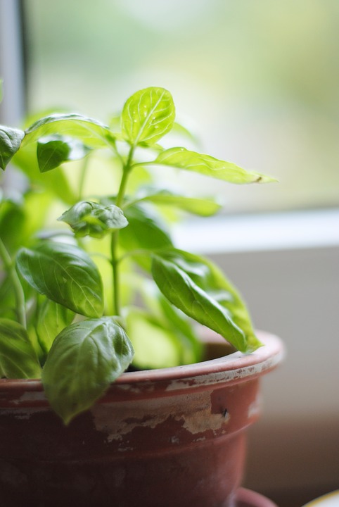 Verde in cucina: piante e decorazioni nuove tendenze 2018