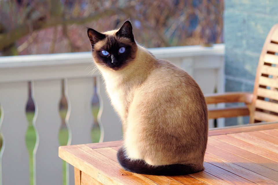 Manifestazioni fisiche gatto