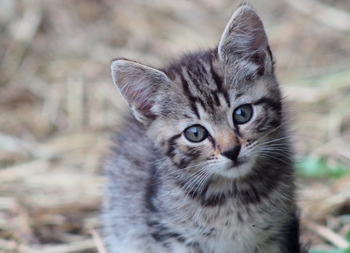 Testatine gatto