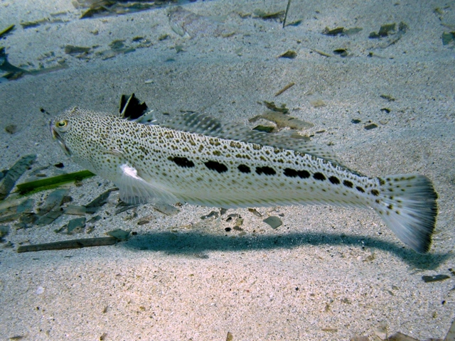 Tracina pericolosa: ecco per quale motivo il pesce è dannoso