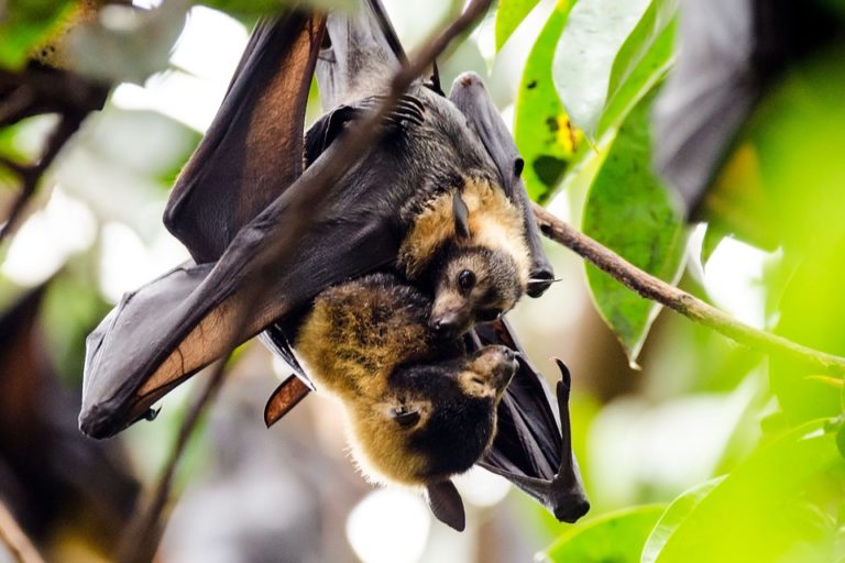 Appuntamento dedicato ai pipistrelli: 14^ edizione al Parco Fluviale